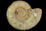 Fossil Ammonite (Reineckeia) - France #117216-1